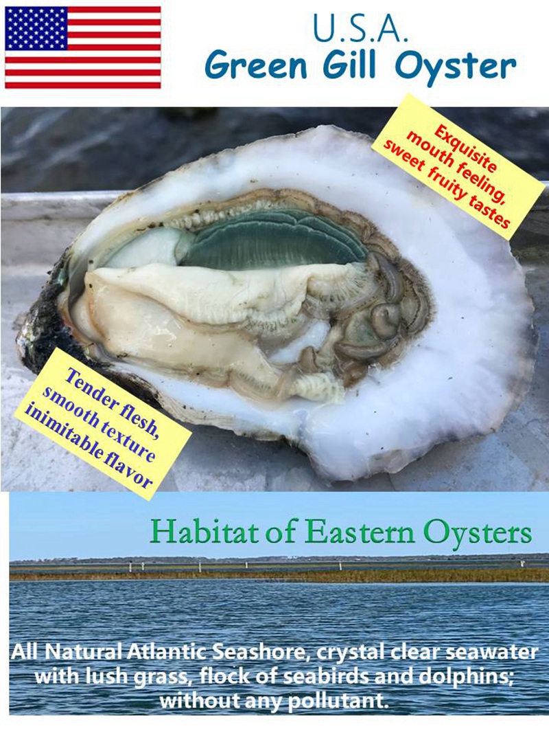 Green Gill Oyster-1.JPG